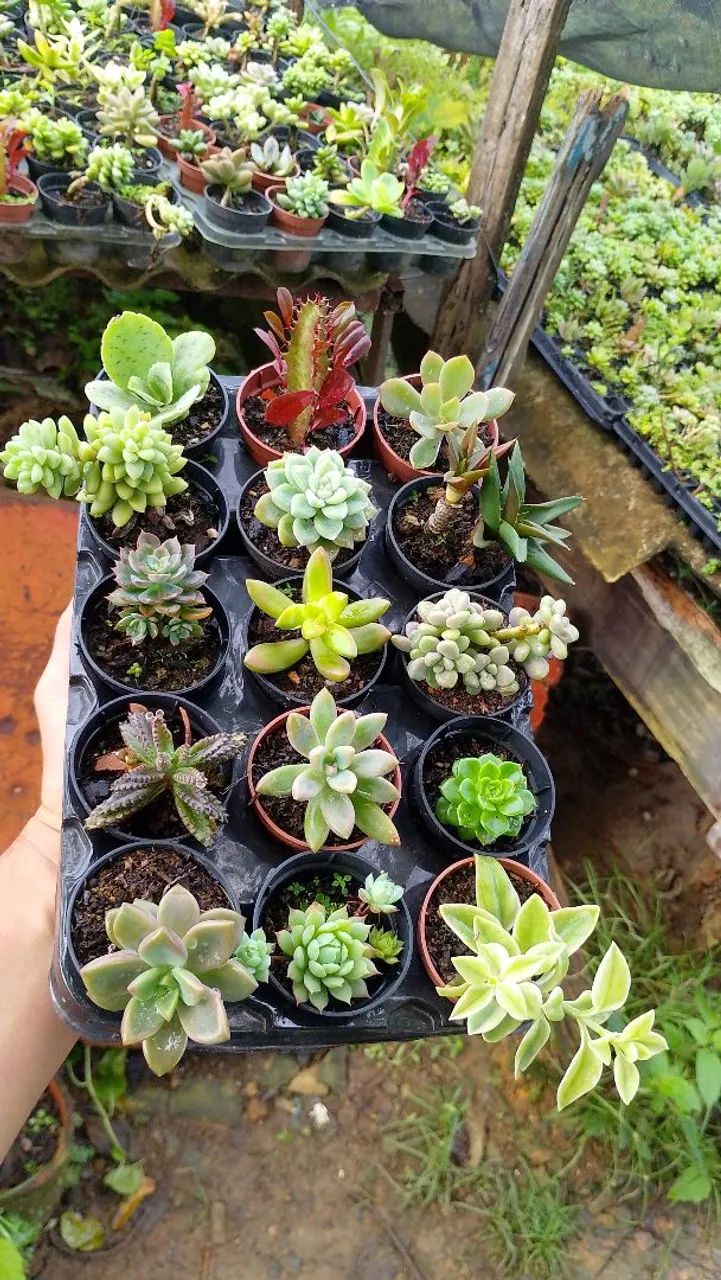 lembrancinhas  - Foto 5