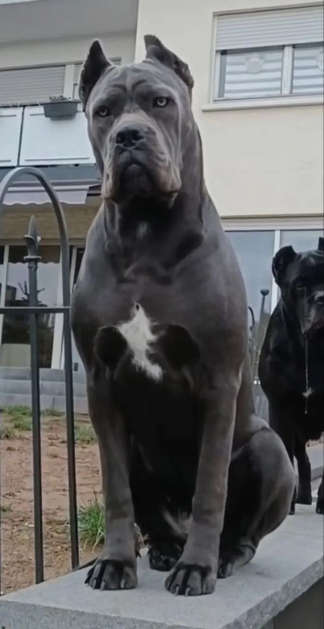 Cane corso puros com pedigree ..