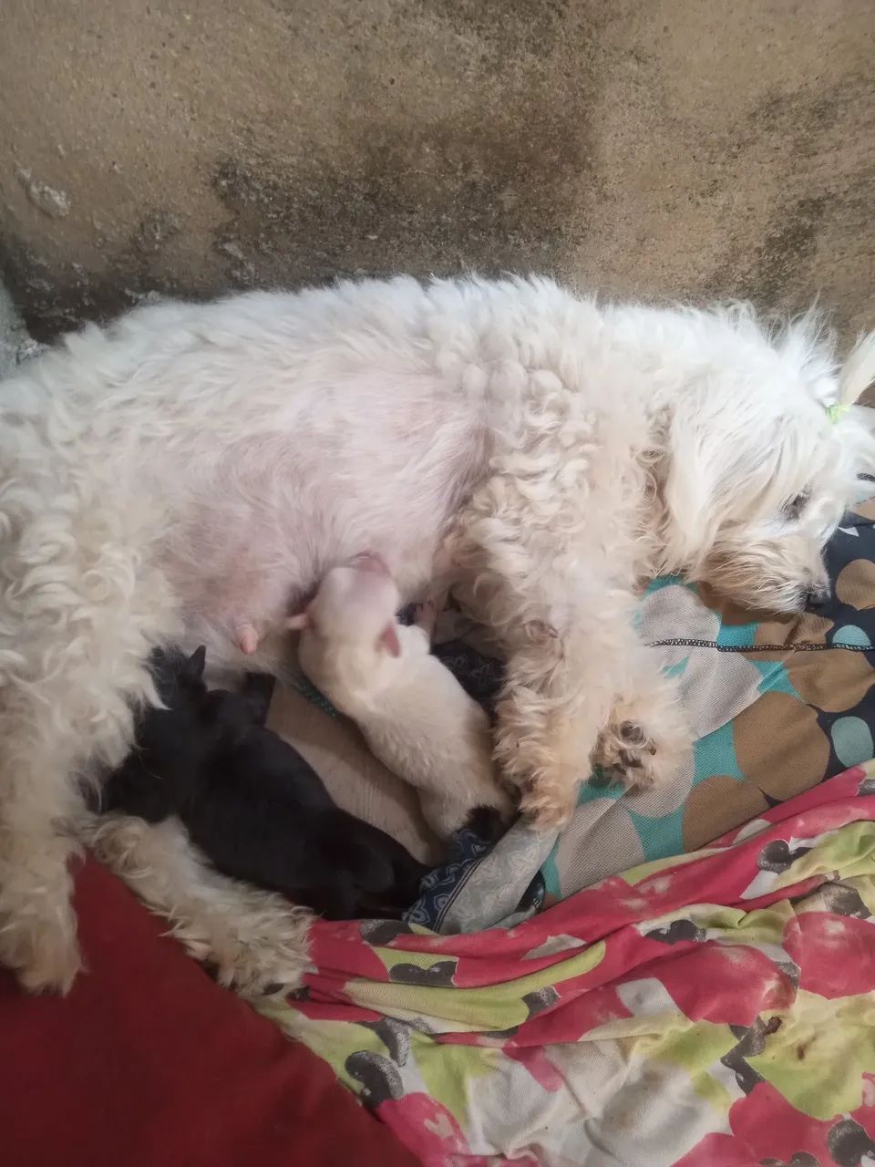  Vendo  filhote  de cachorro dois machos  - Foto 2
