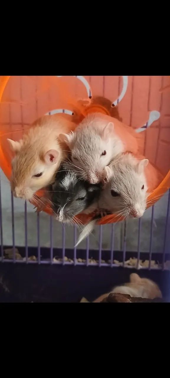 Esquilo da mongolia Gerbil
