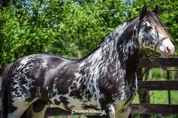 Vendo Cavalo Raça ?Crioulo? 4 anos de Idade  - Foto 2