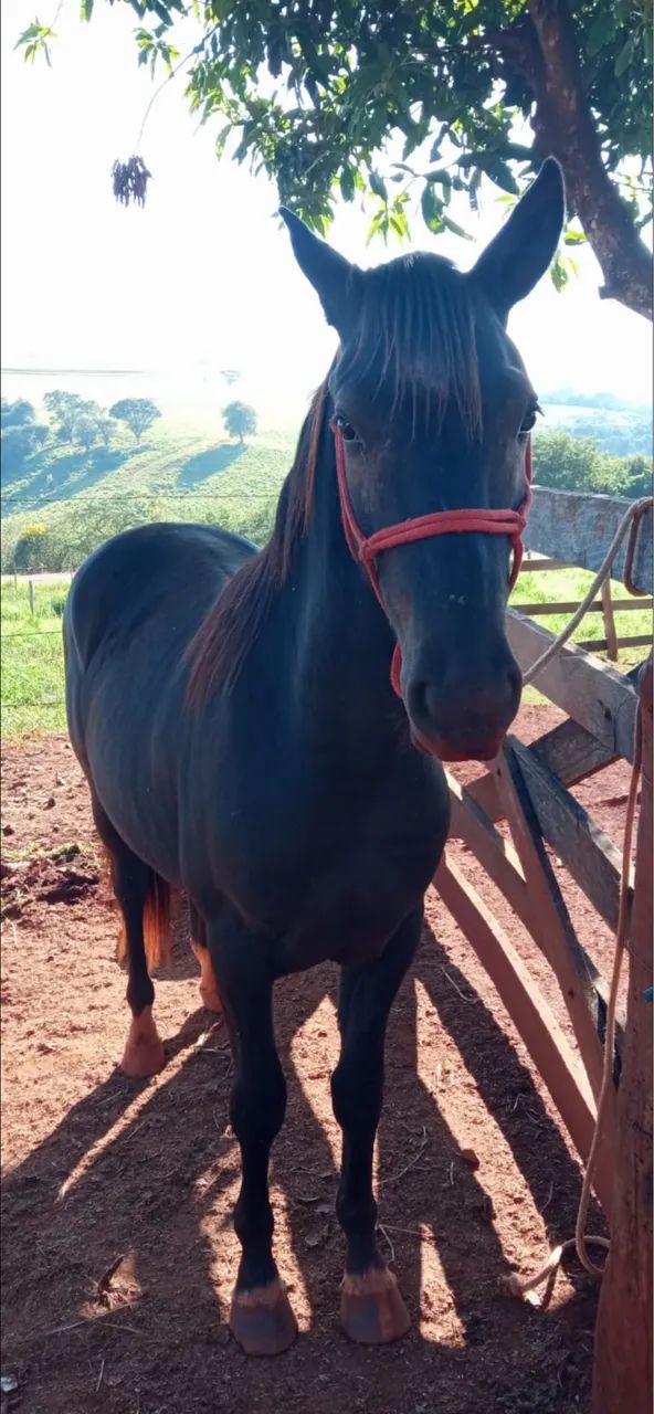 Cavalo quarto de milha  - Foto 3