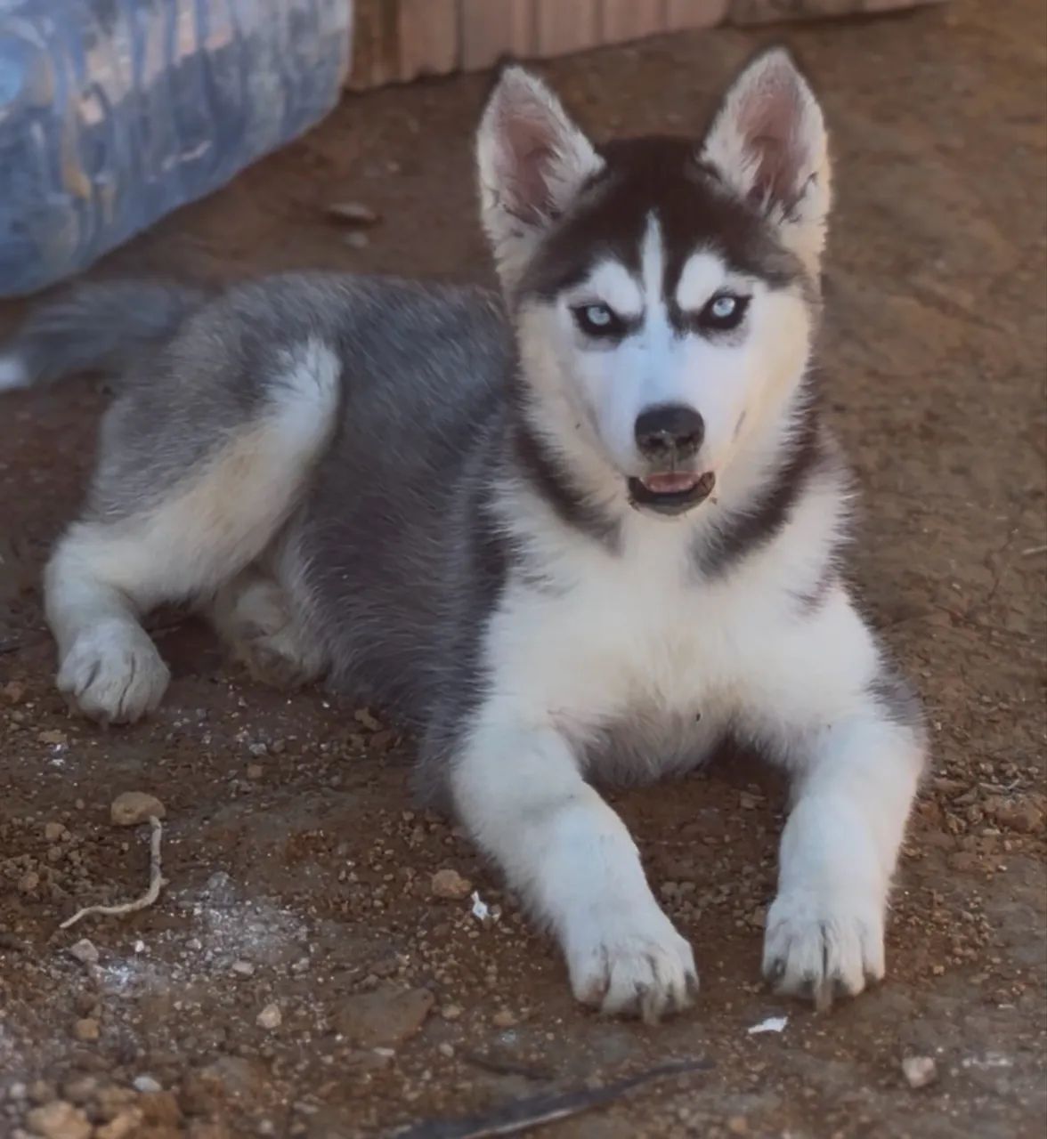 Filhote de husky siberiano  - Foto 3