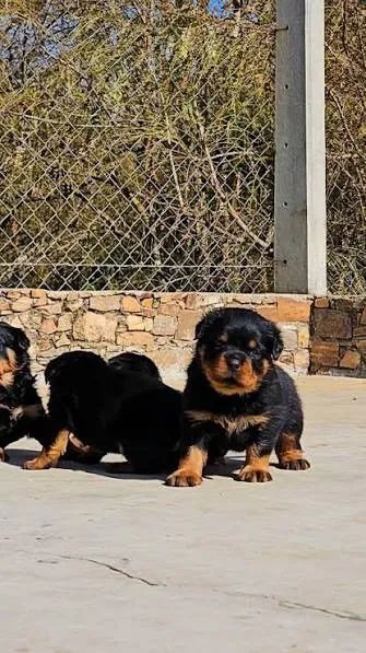 Rottweiler filhotes 