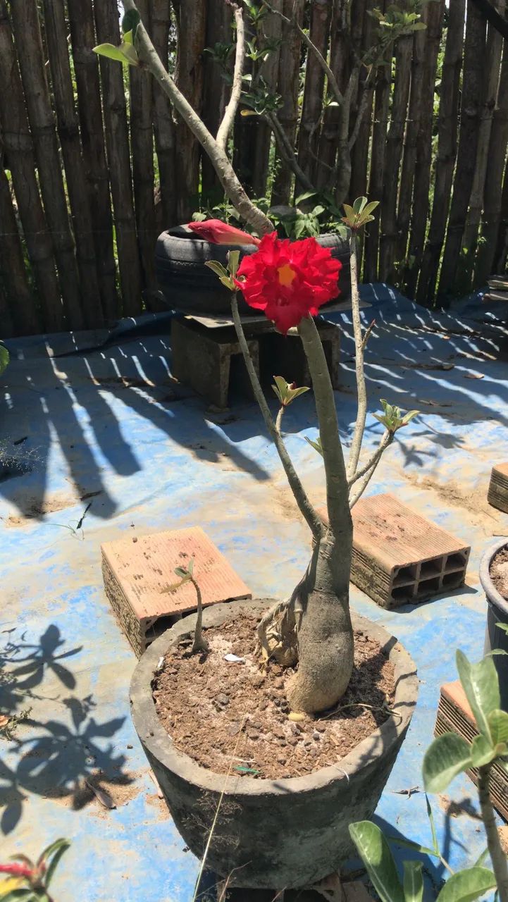 Rosas do deserto 
