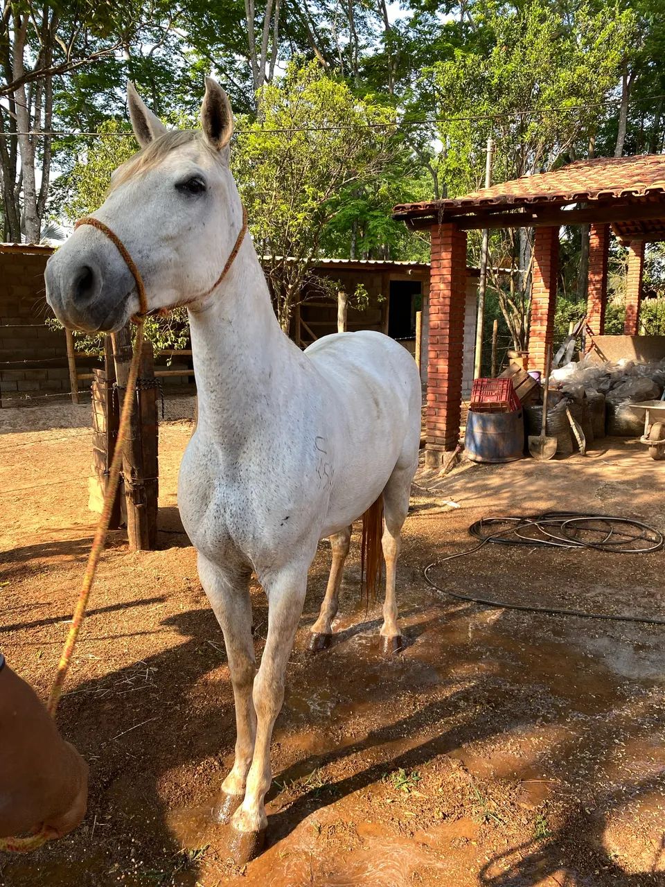 Vendo Egua tordilha  - Foto 2