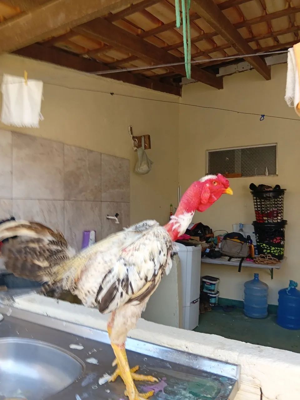 Frango  - Foto 2