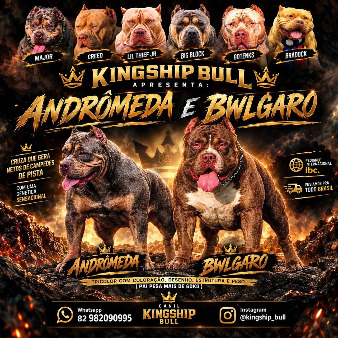 Pit the Massive Dog お値下げ不可 Pit Monster alto padrão tricolor Pedigree IBC netos de campeões de