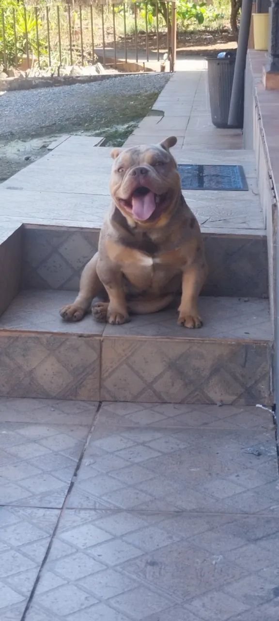 American bully micro monta disponível  - Foto 4