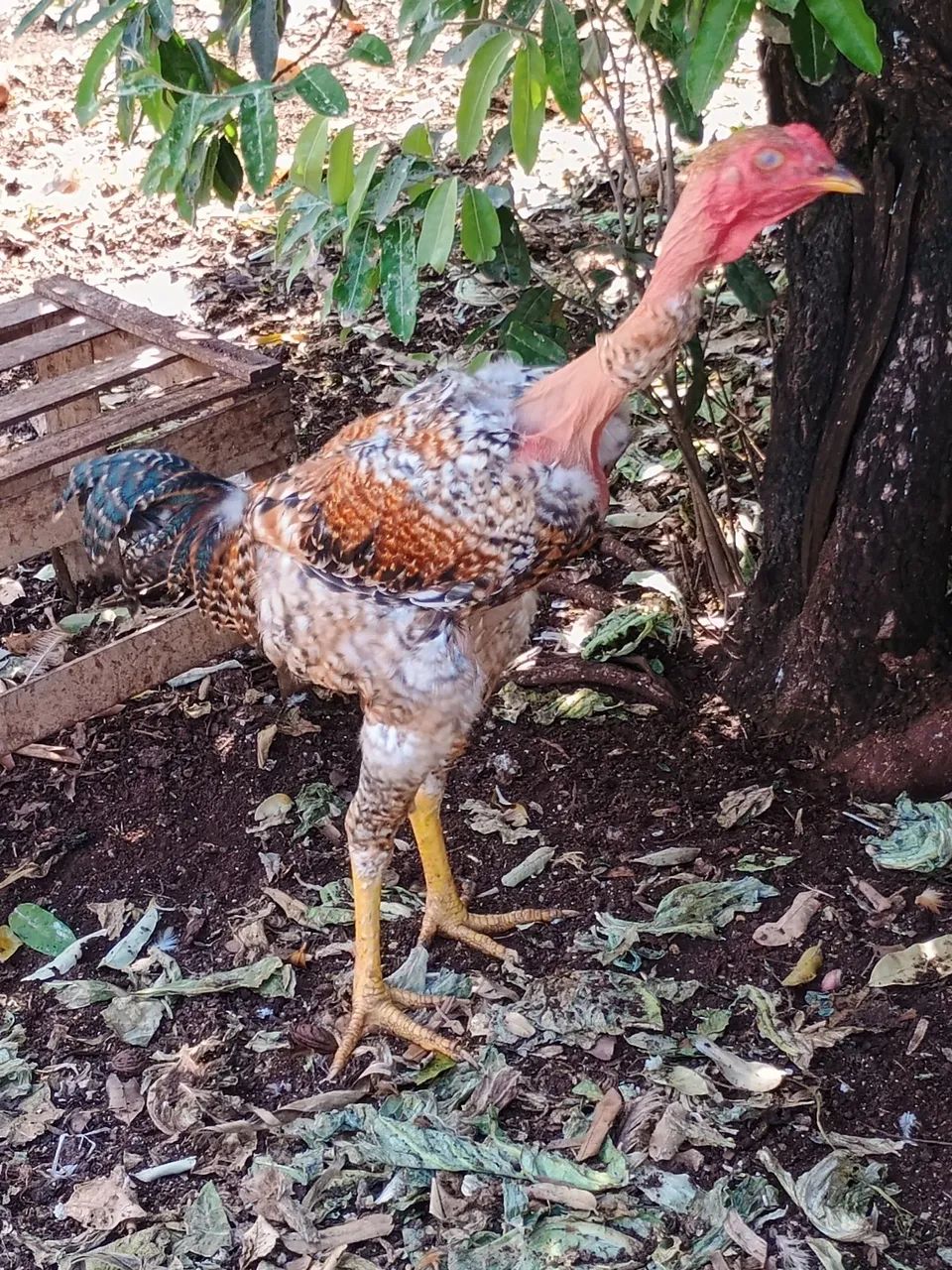 Vende-se frango caipira 
