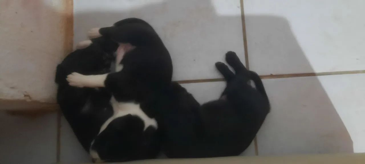 CACHORRINHOS PARA ADOÇAO - Foto 2