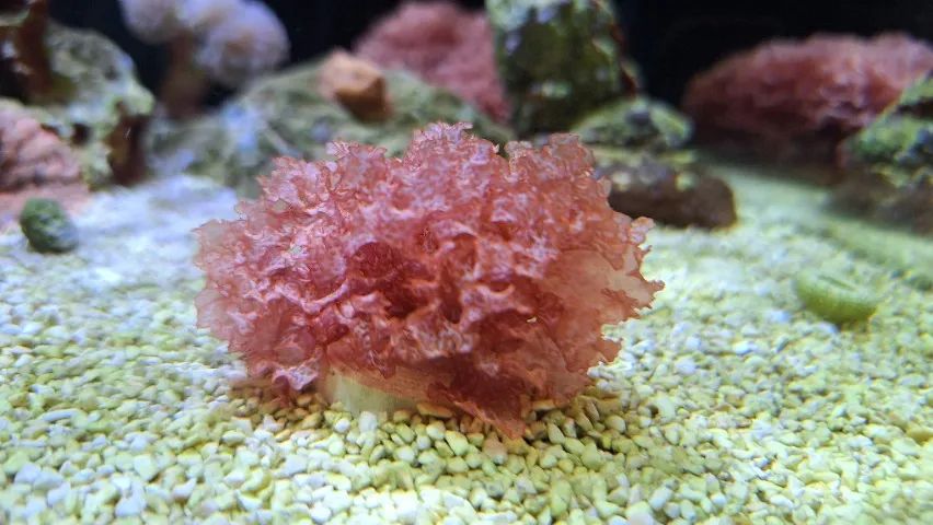 Macro Alga Atomic Broccoli - Aquario Marinho  - Foto 2