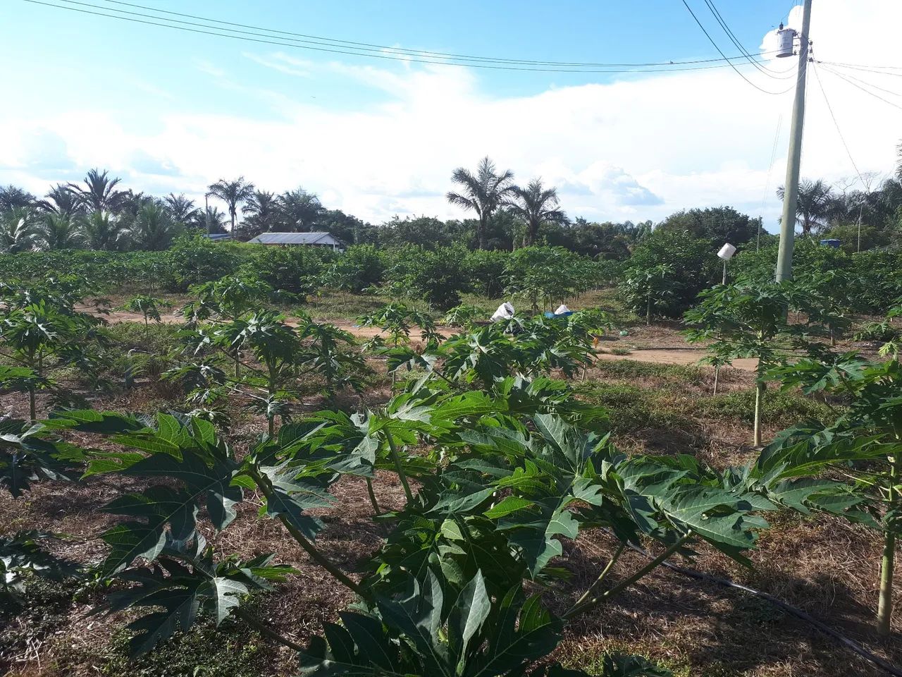 Vendo terreno em boa localização 