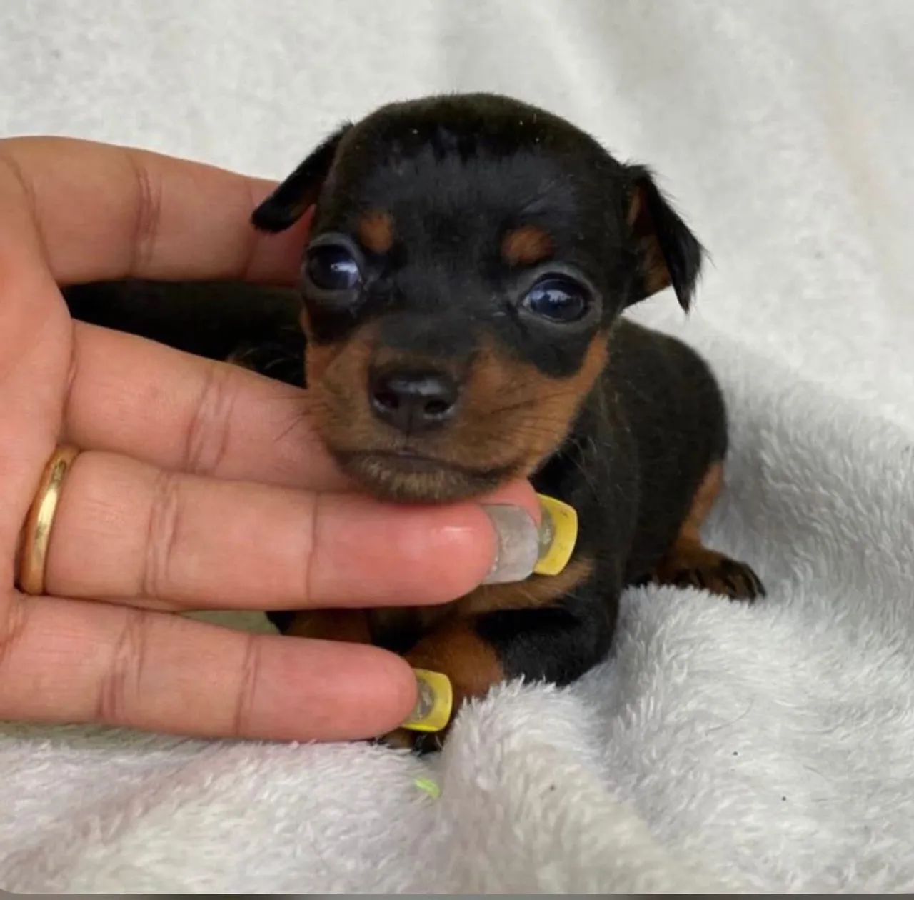Fêmea de Pinscher 00 - Foto 2