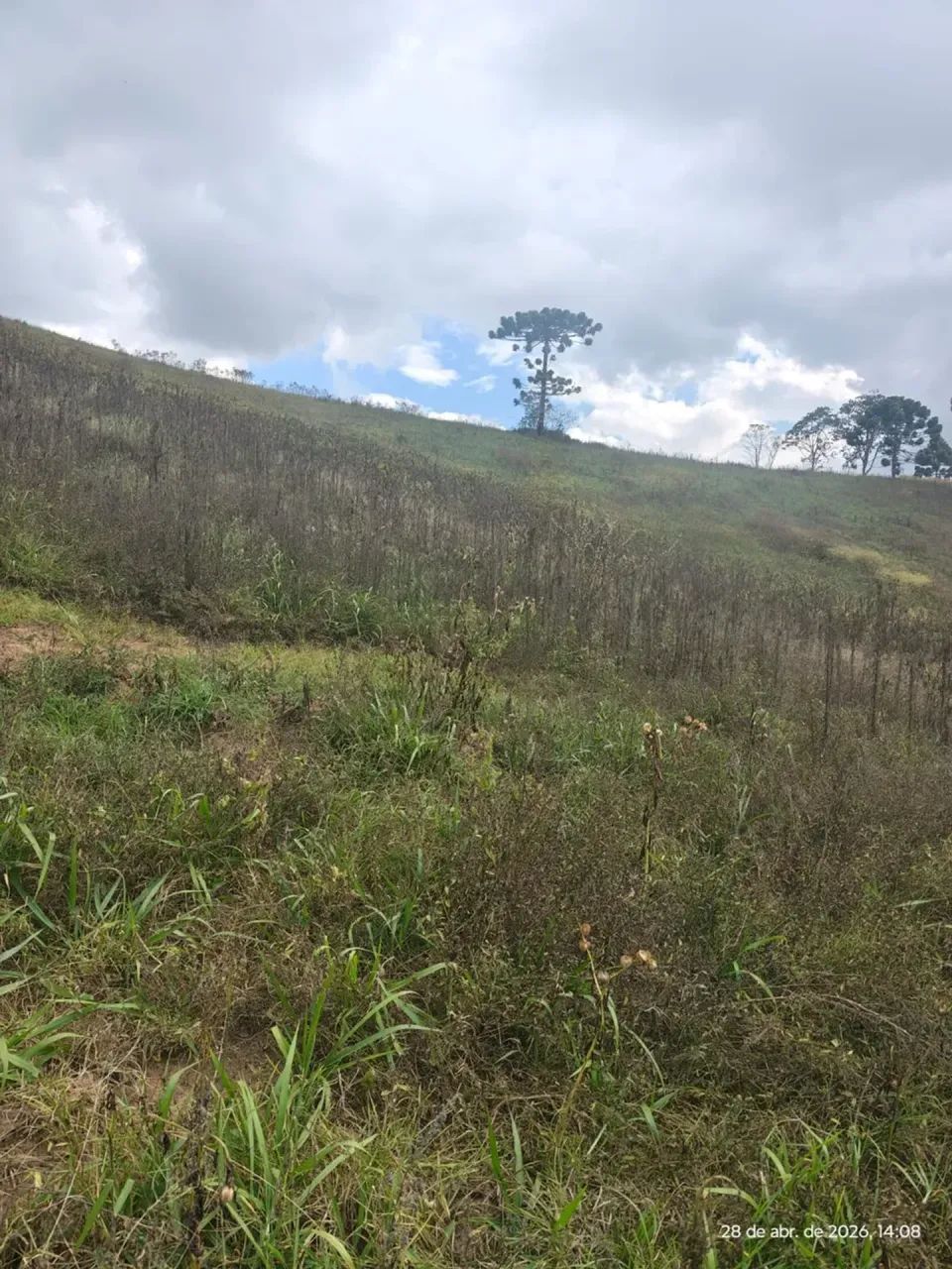 Terreno com 20 hectares em Maria da Fé MG - Foto 3
