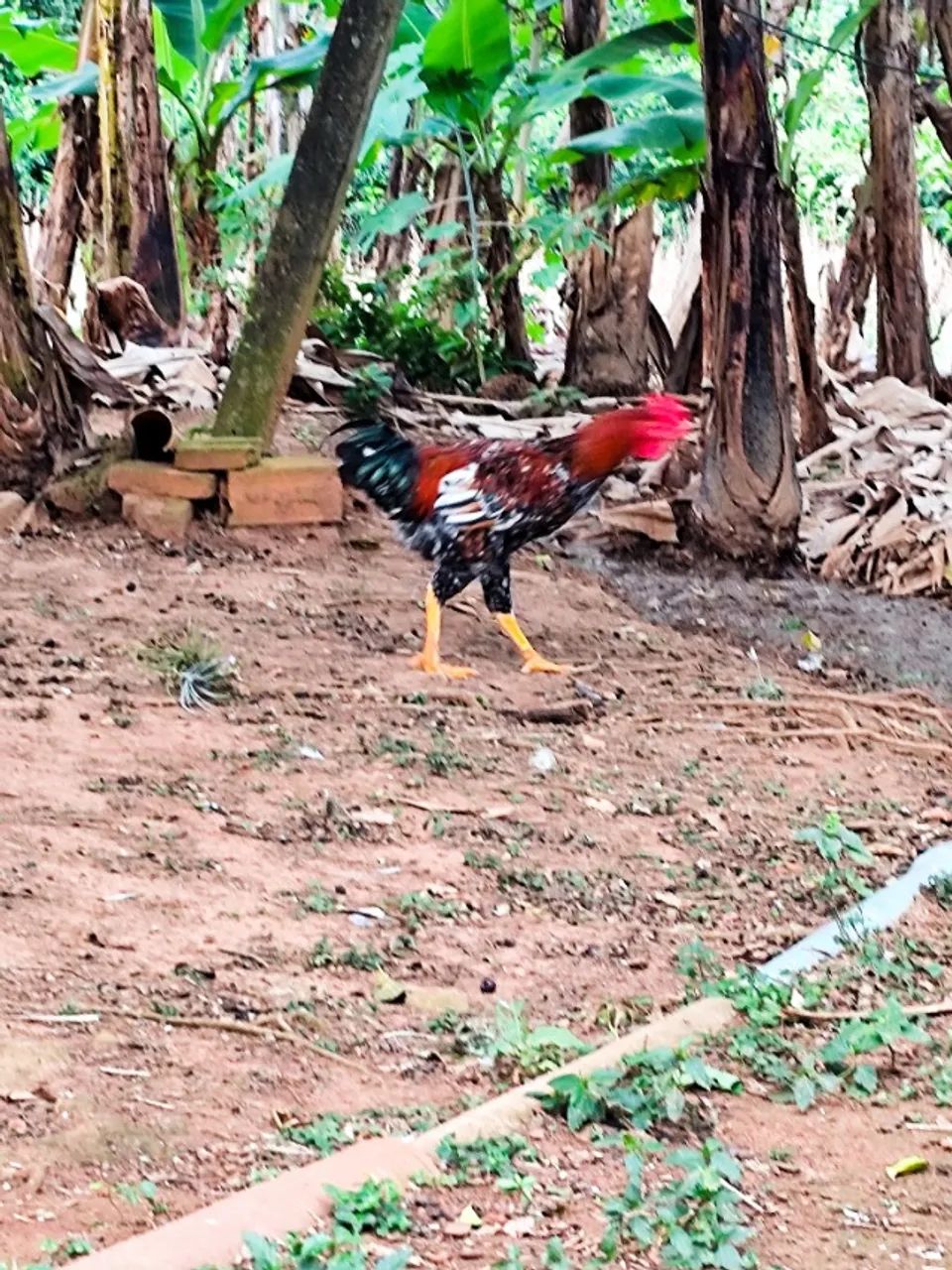 Frango GSB de alto padrão. - Foto 4