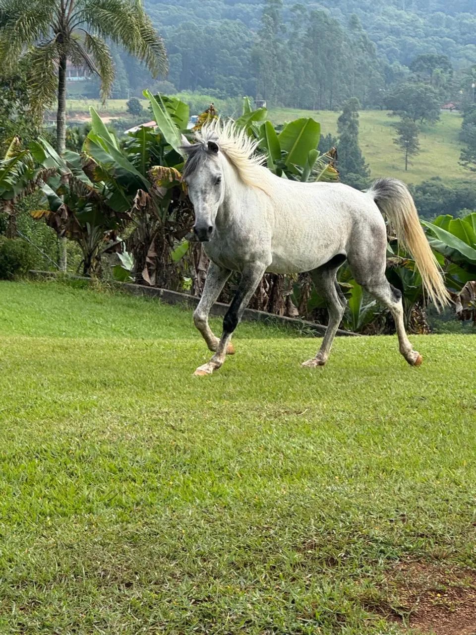 Cavalo árabe - Foto 4