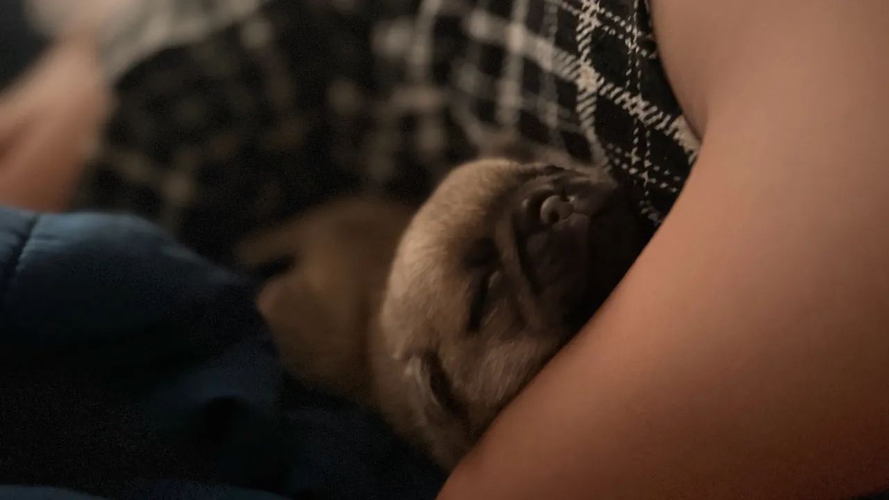 Filhotes de pug - Foto 4