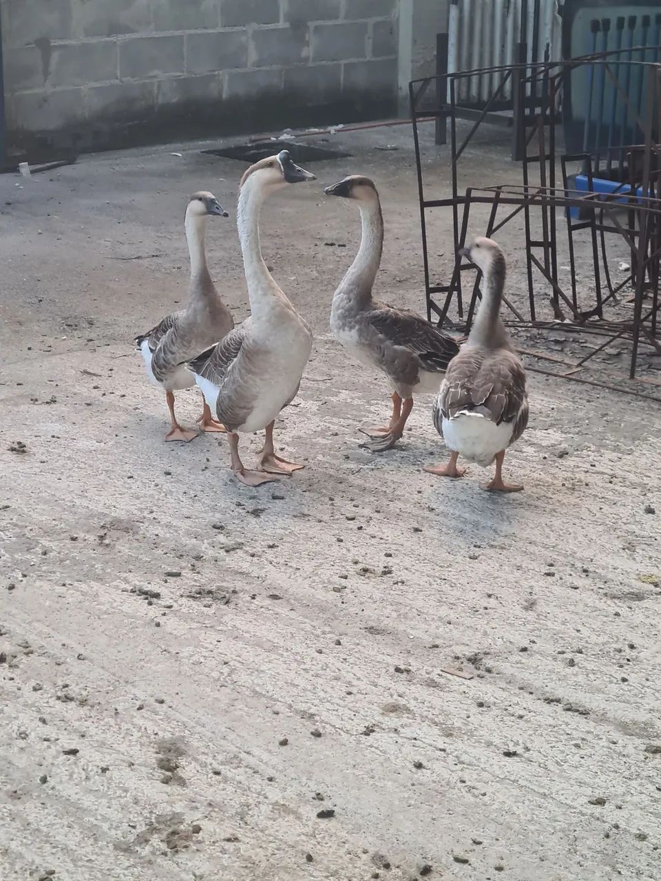 2 casais de gansos africanos  - Foto 2