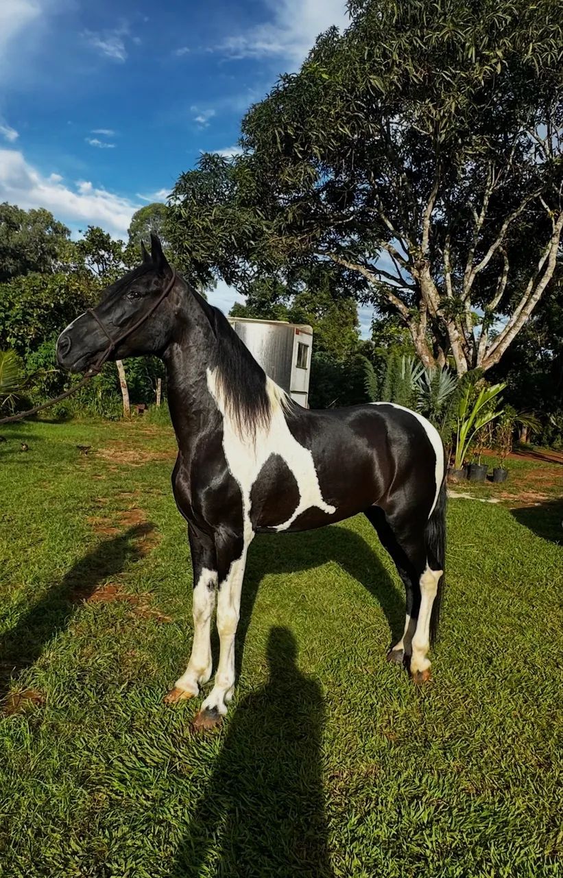 Cavalo Mangalarga Marchador - Foto 4