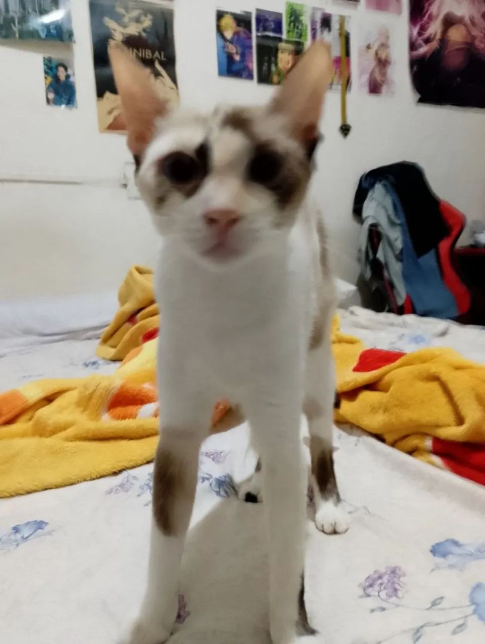 Gata adoção 