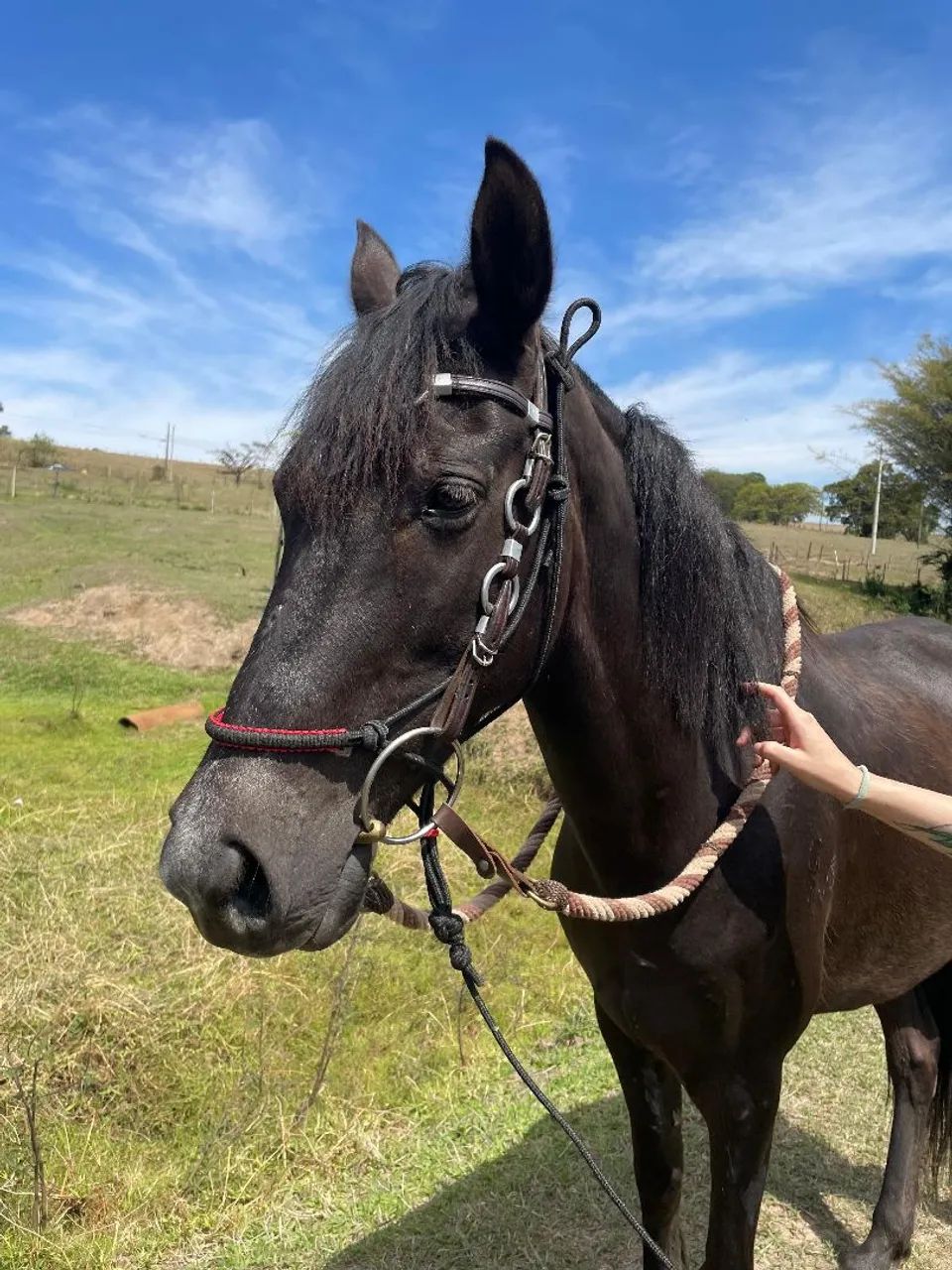 Égua mangalarga marchador a venda  - Foto 3