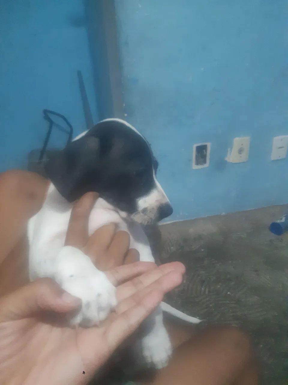 Cachorro  - Foto 2