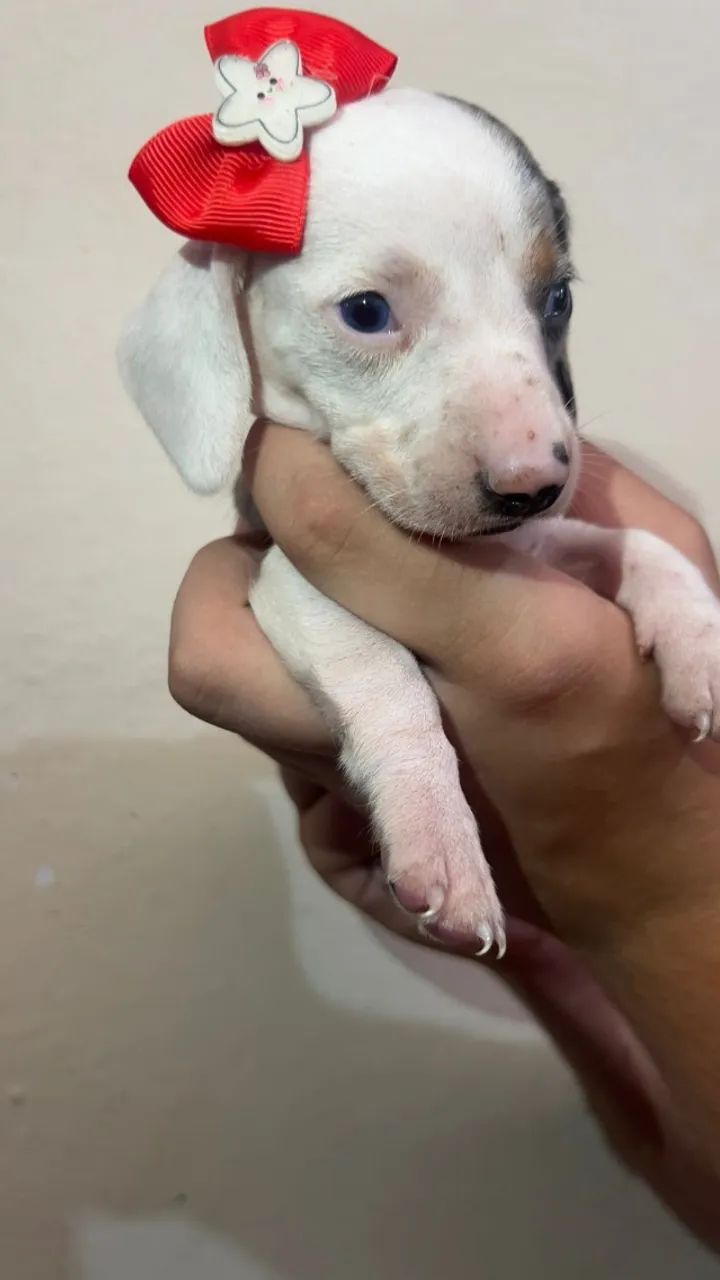 Basset com temperamento dócil à venda