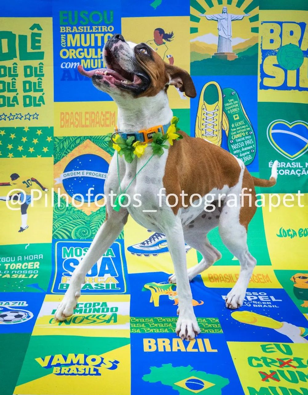 Doação de boxer fêmea  - Foto 4