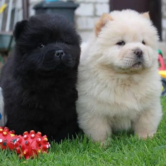Chow Chow