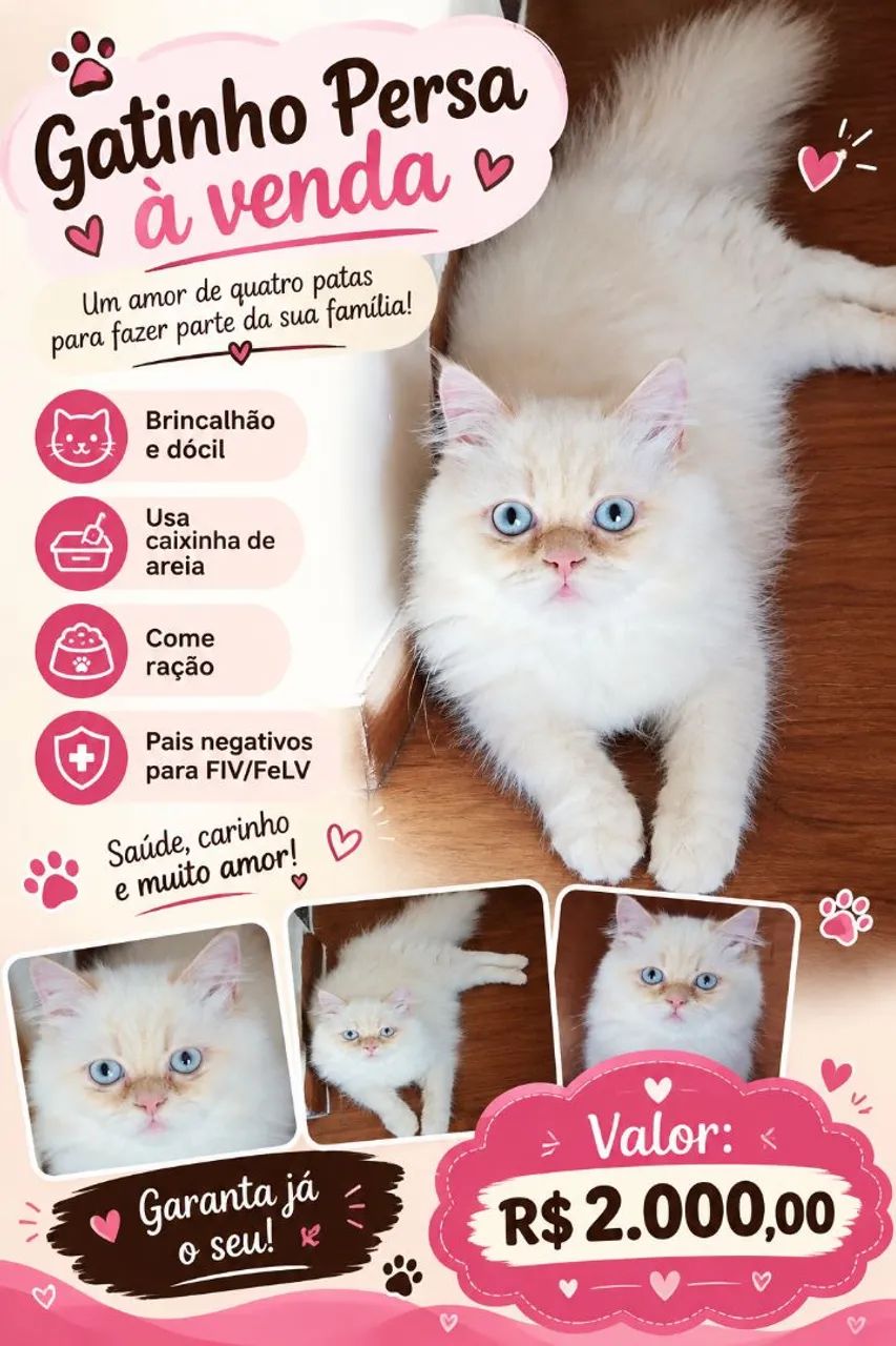 Gato Persa 