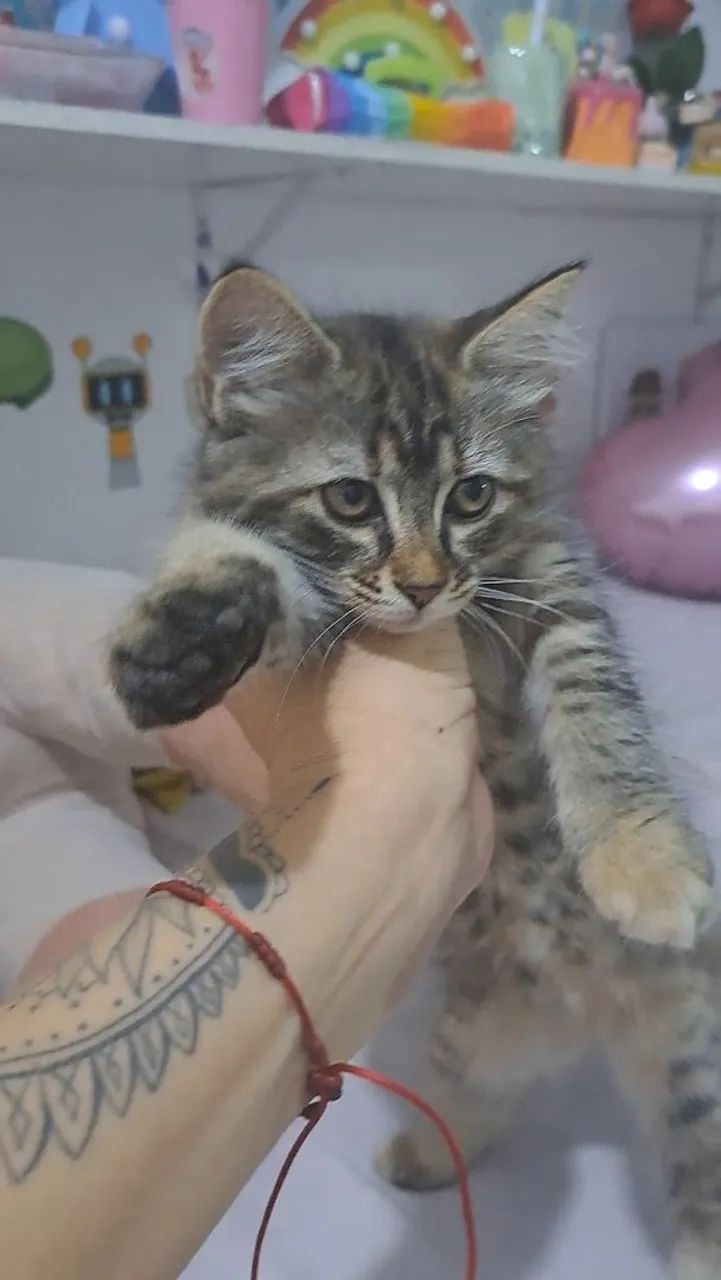 Gatinha para adoção  - Foto 4