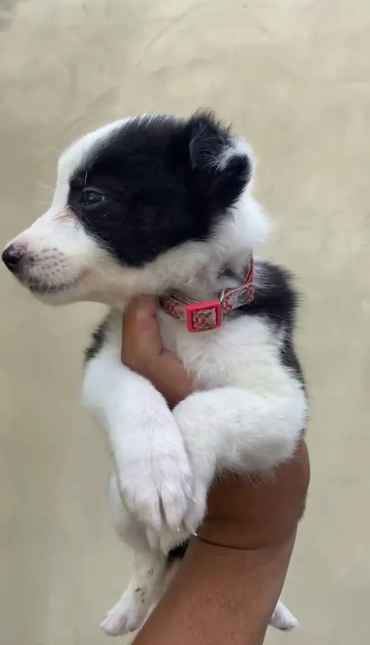 BODER COLLIE MACHO A VENDA  - Foto 3