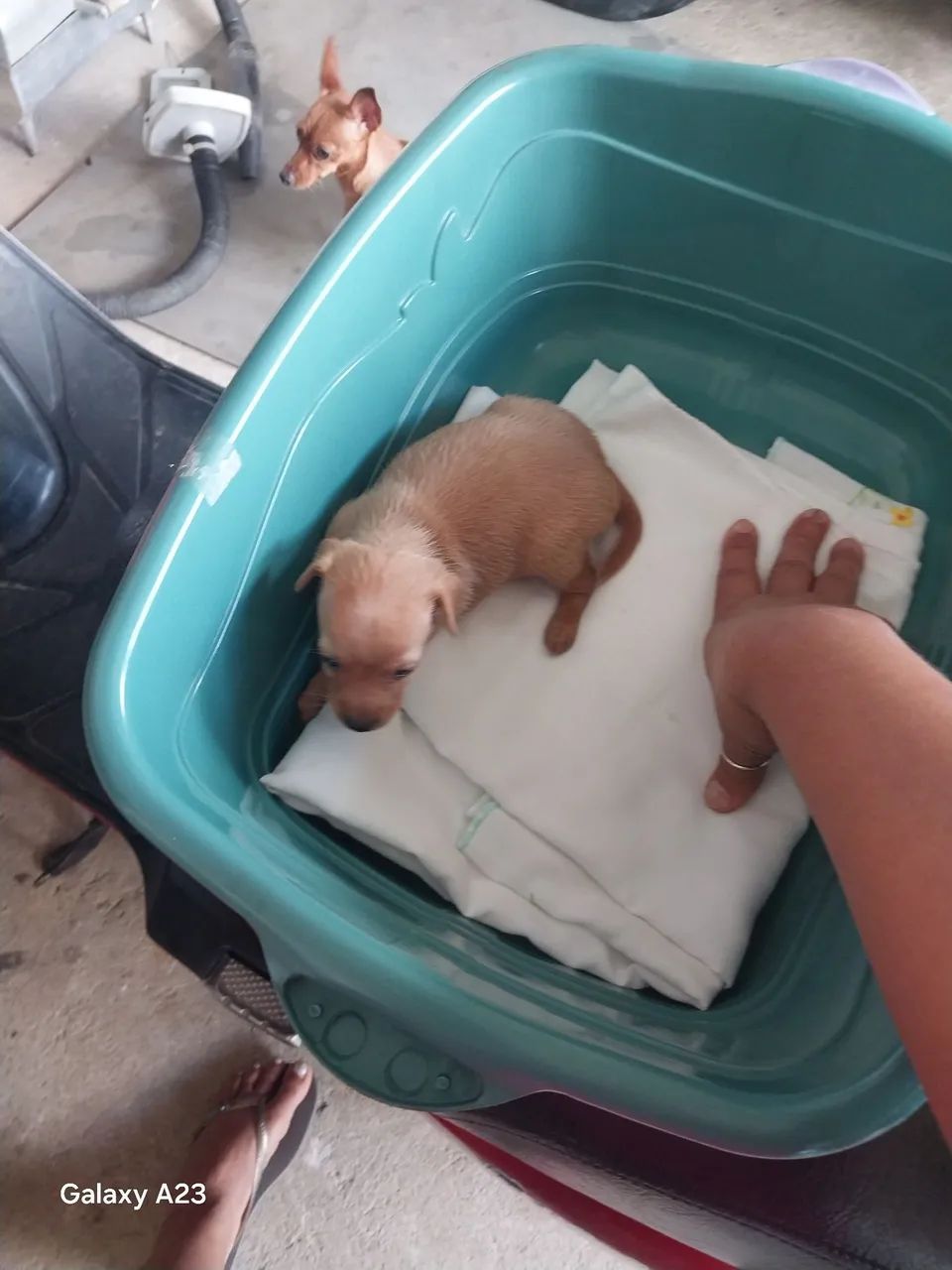 Cachorro 