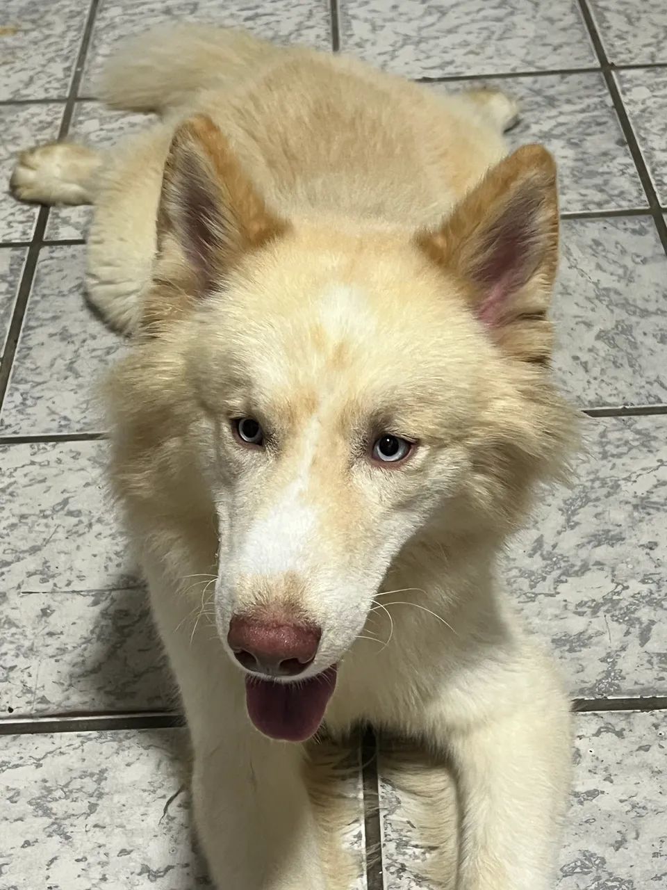 Husky siberiano filhotes - Foto 2