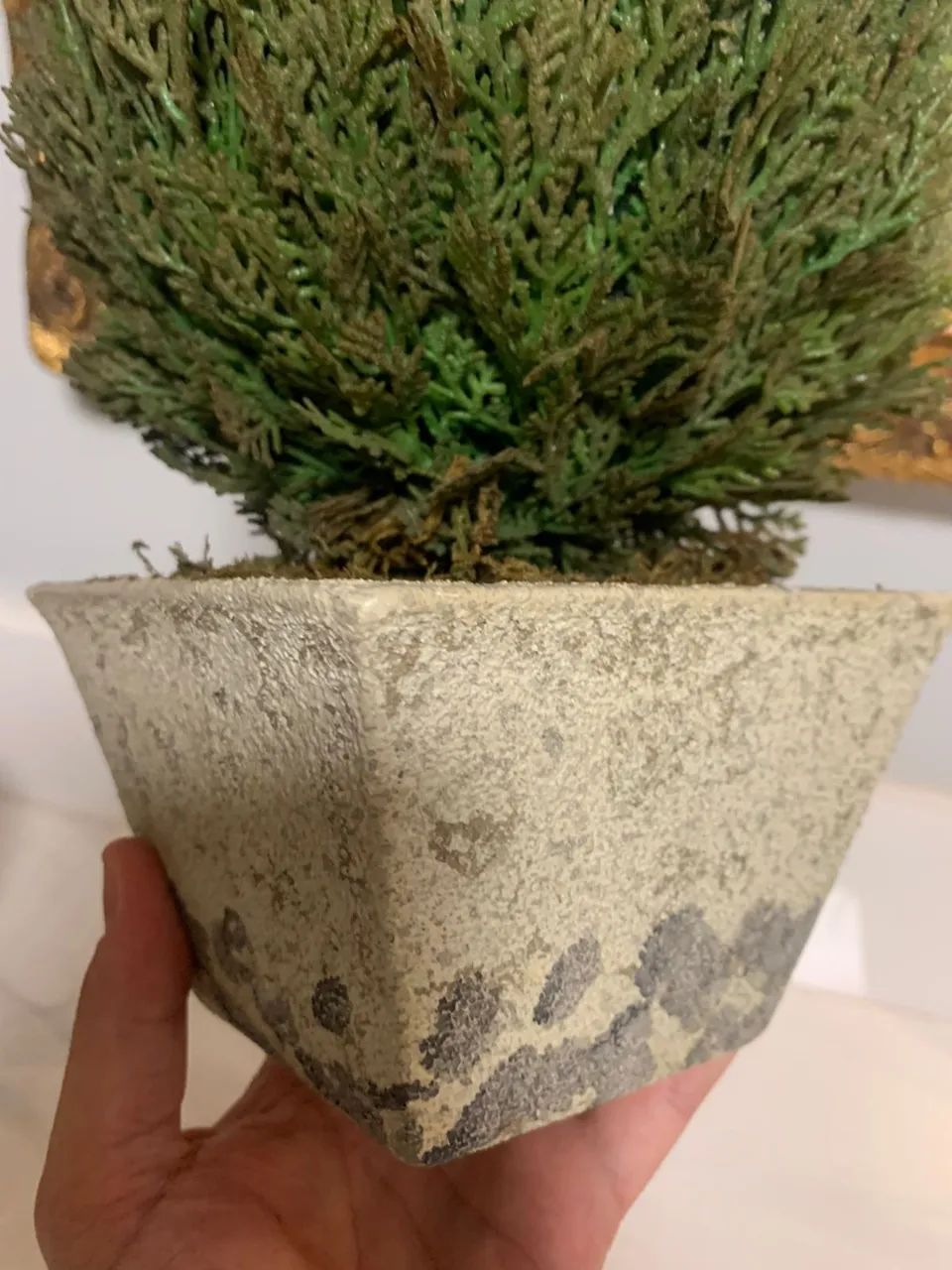 Buchinho permanente com vaso  - Foto 2