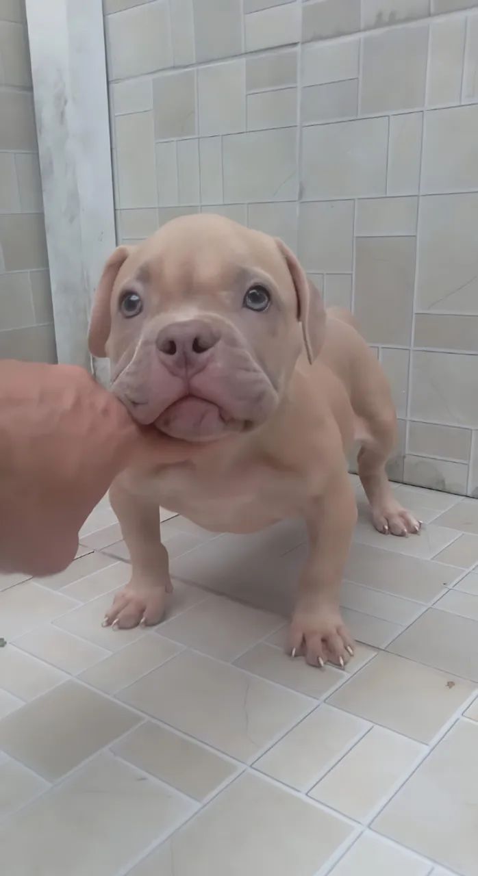 American Bully ( Micro )