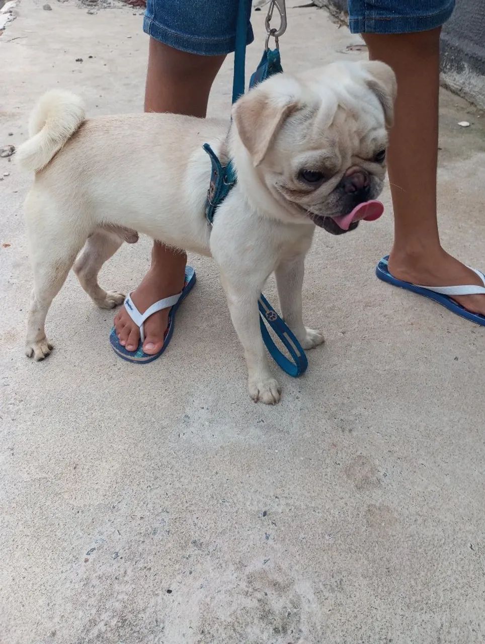 Pug para cruzar  - Foto 2