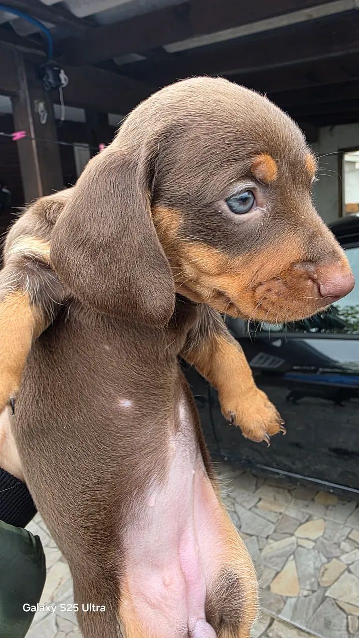 Filhotes dachshund (linguicinha) - Chocolate  - Foto 2