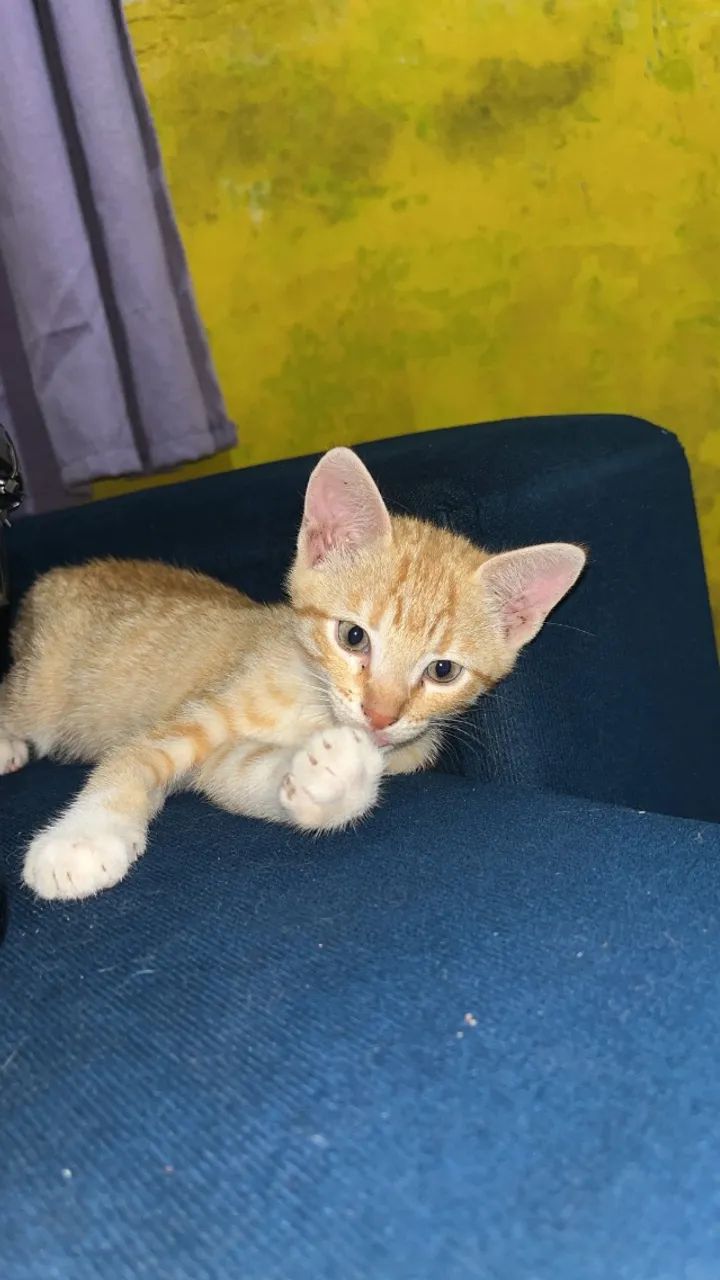 Doação de gatos machos - Foto 4