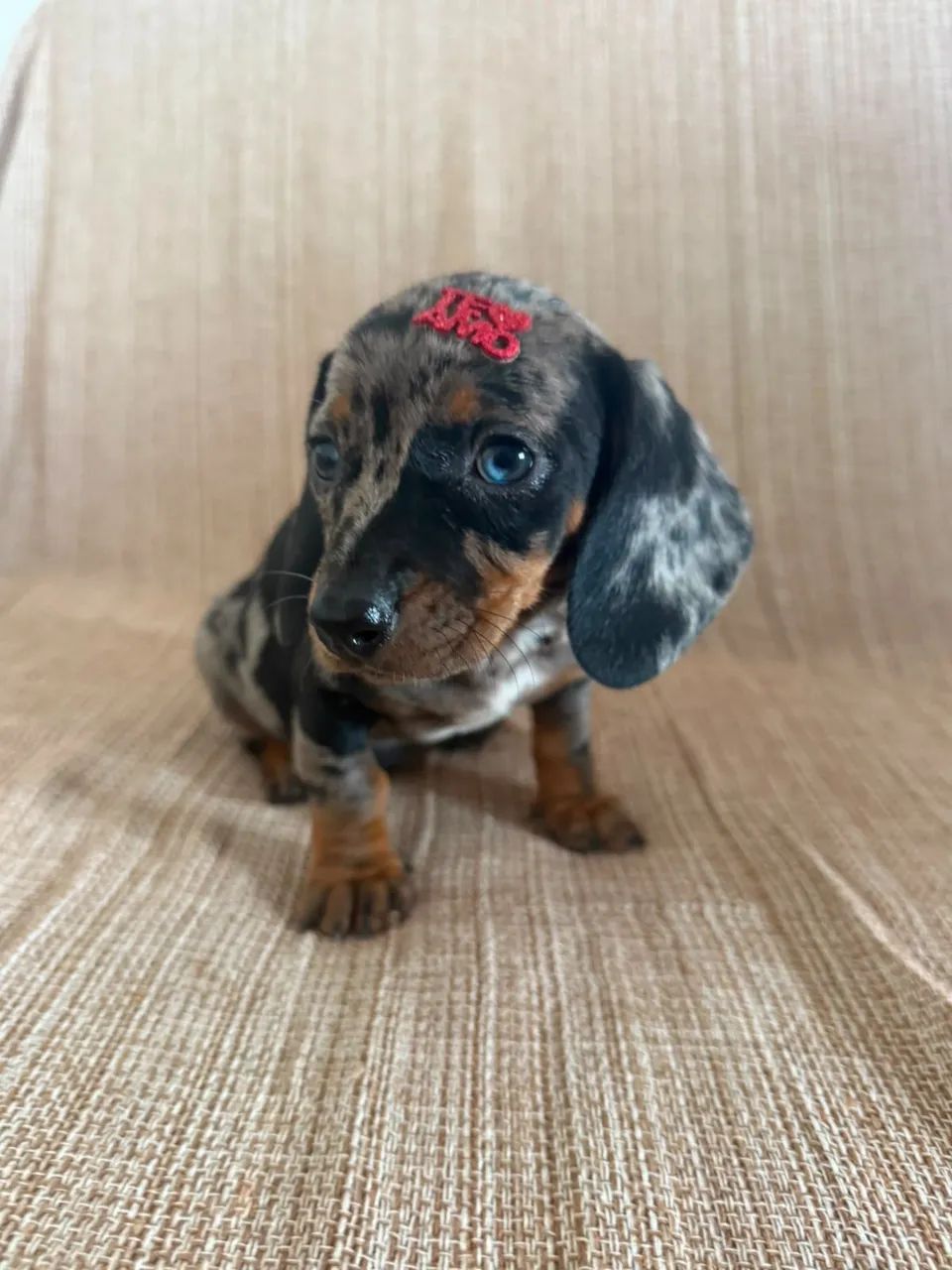 dachshund  - Foto 3