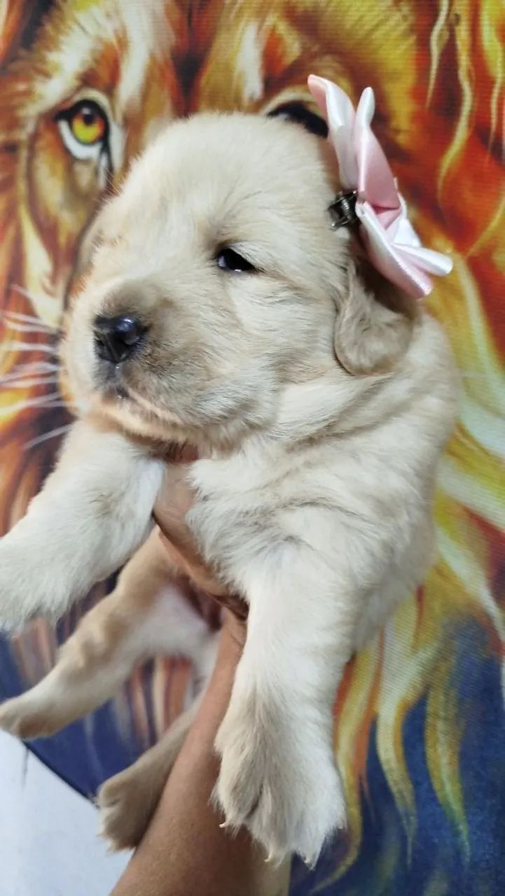 Golden Retriever  - Foto 5