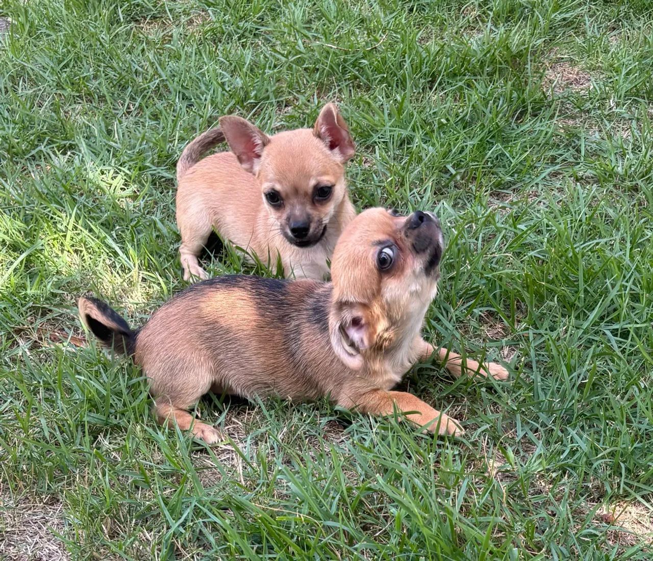 Filhotes de Chihuhua 