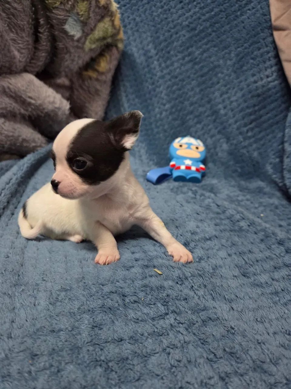 Filhote  de chihuahua - Foto 2