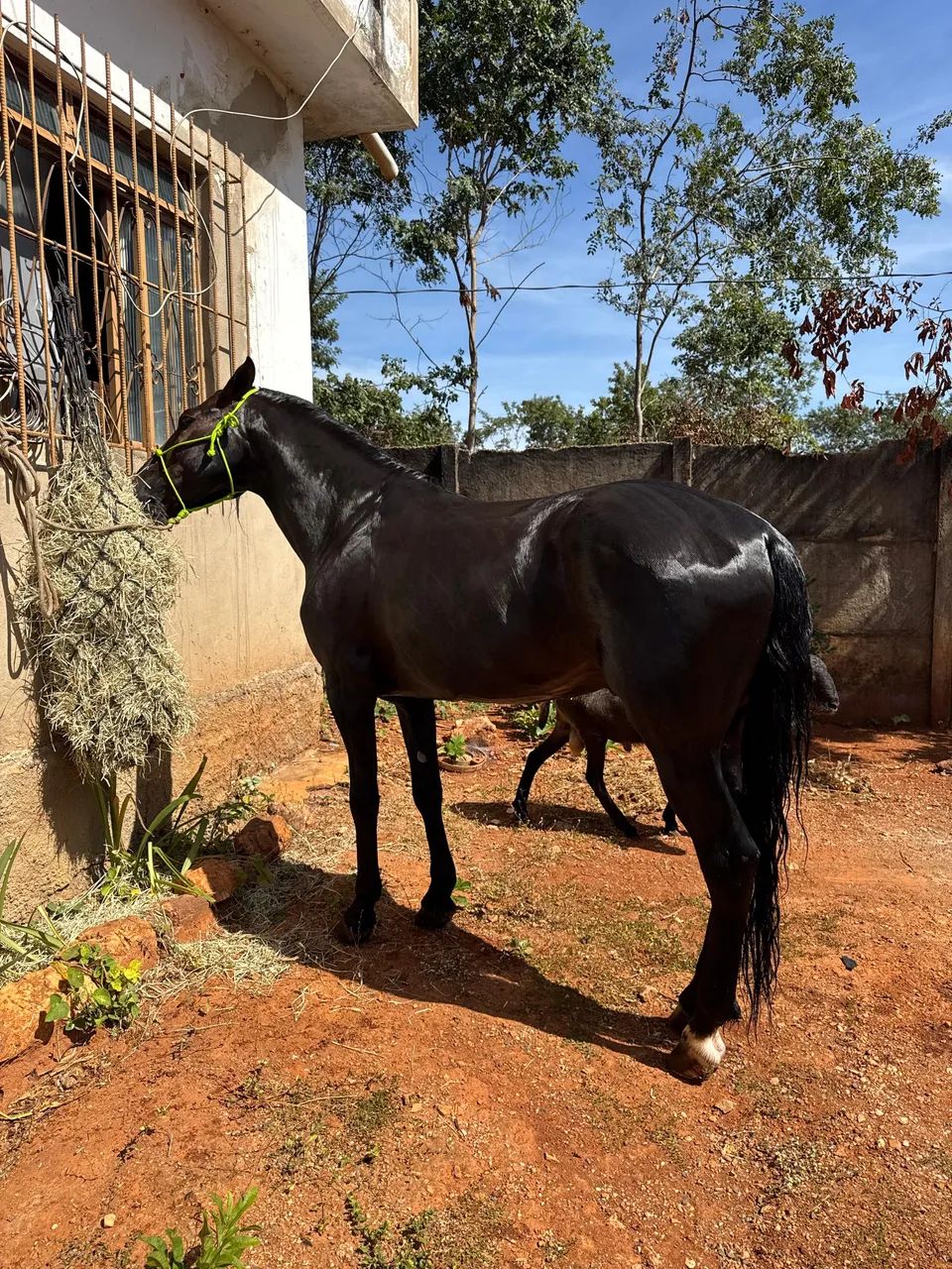 Vendo cavalo mangalarga dos mais lindos !!! - Foto 2