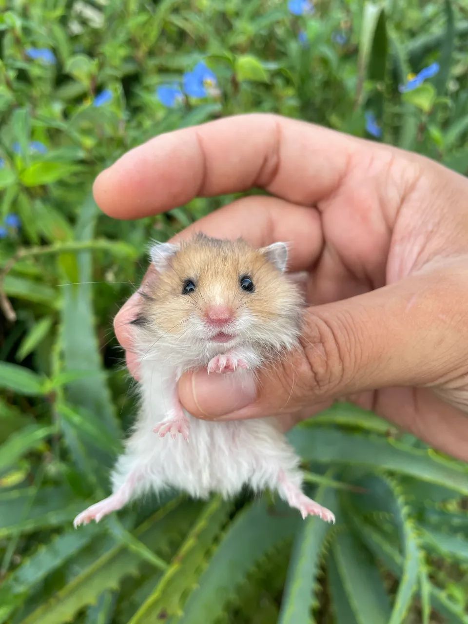 Hamster sírio filhotes - Foto 6