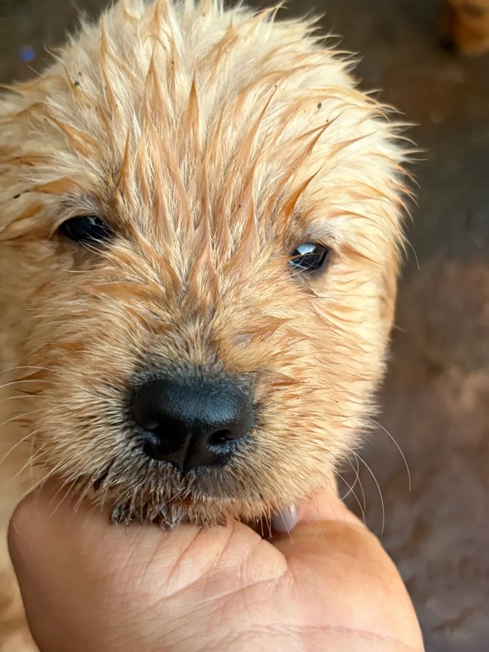 Golden retriever  - Foto 5