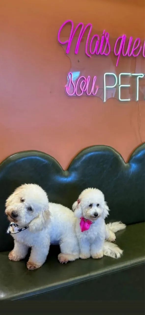 Poodles  - Foto 2