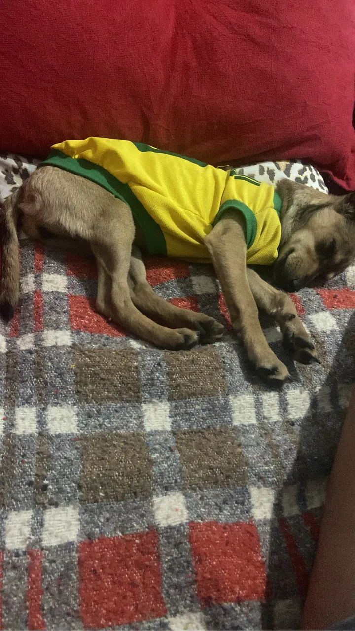 Doação 