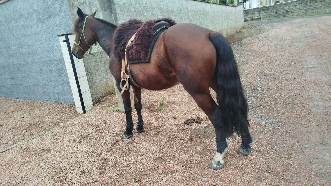 Égua crioula!!!! - Foto 2
